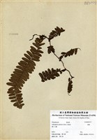 藏品(藤蕨)的圖片